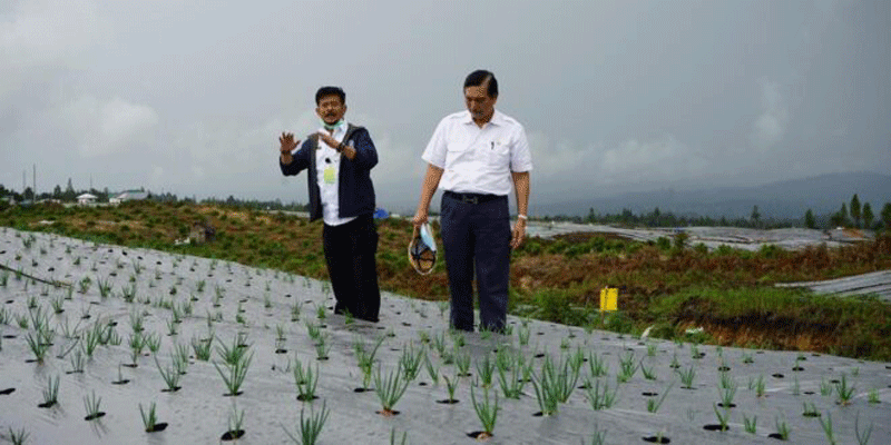 Kementan Hentikan Pengembangan Bawang Putih Di Food Estate Humbahas