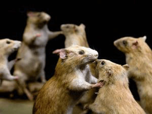 Yogyakarta Rawan Penyakit Kotoran Tikus