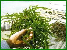 India Komit Kelola Rumput Laut