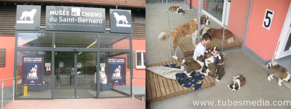 Saint Bernard, Anjing Penyelamat dari Swiss