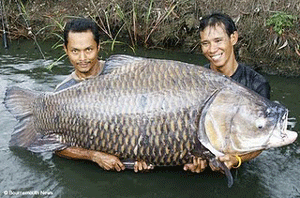 Banyumas Pusat Pemuliaan Ikan Gurami Nasional
