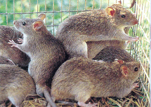Hama Tikus dan Tungro Siap Menyerang