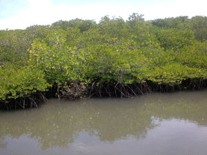 Pemko Medan Cegah Kepunahan Hutan Mangrove