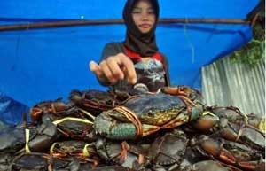 Kepiting bakau Kepiting bakau