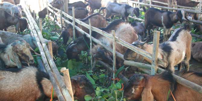 Ternak Kambing