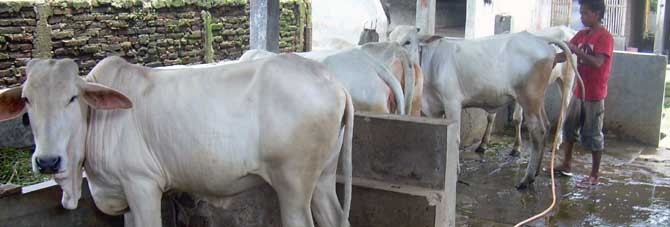 Hewan Kurban Sapi