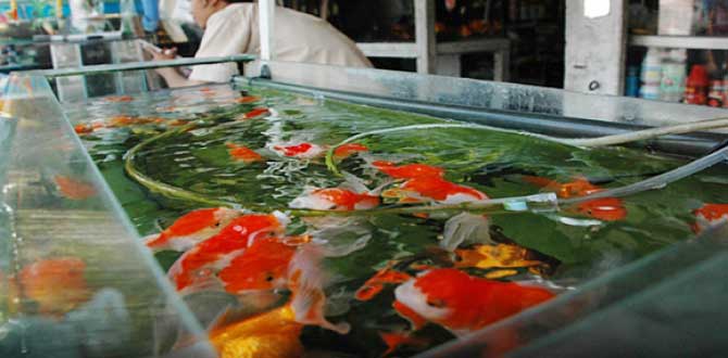 ikan-hias