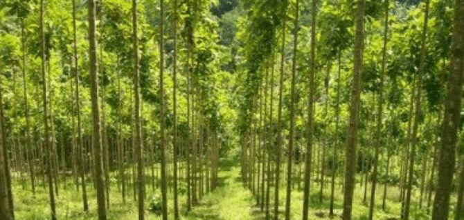 Hutan
