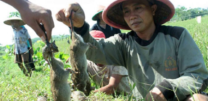 hama-tikus