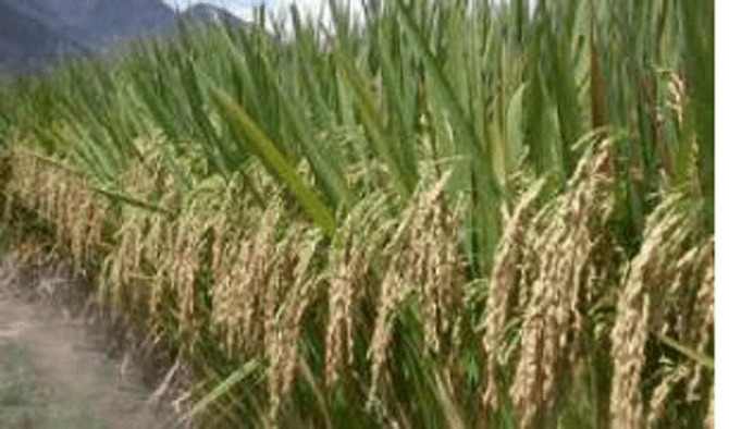 agro