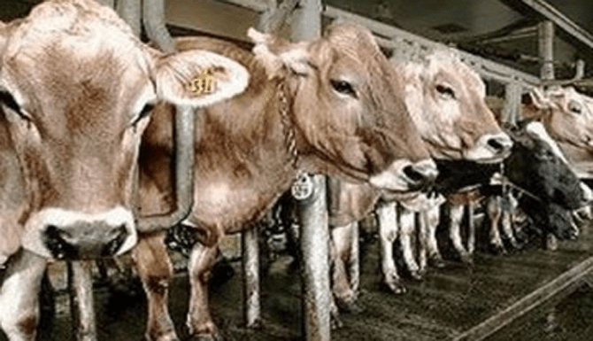 sapi