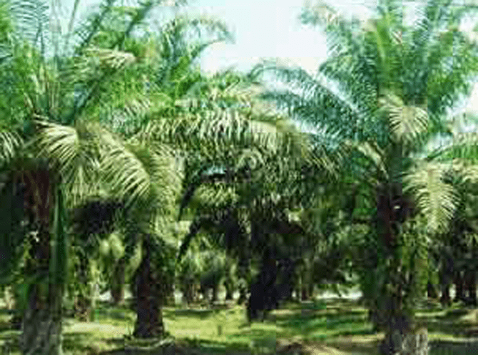 bengkulu
