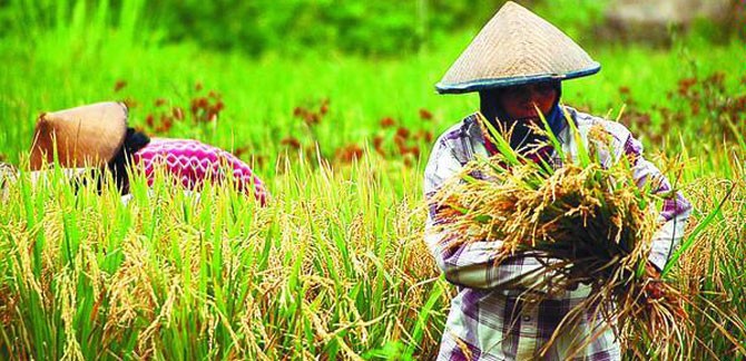 Petani