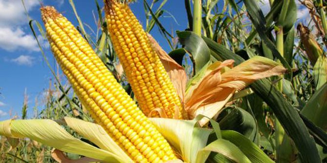 jagung