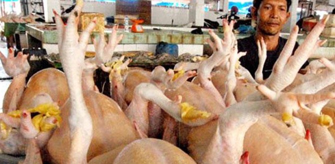 daging-ayam-130717b
